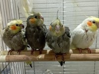 4 Adet Bebiş Sultan Papağanları