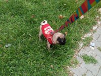 Evrakları tam pug
