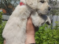 Golden Retriever Yavrular İçin Ulaşabilirsiniz