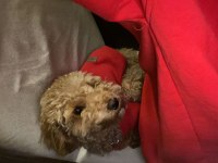 6 aylık top poodle