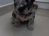 KUSURSUZ GÜZELLİKTE FRENCH BULLDOG