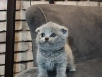 Golden Safkan Lynx Scottish Straight Yavrular