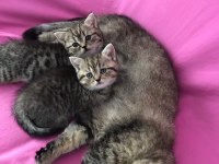 2 adet dişi british shorthairr 2 aylık