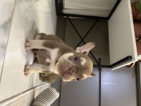 New Shade ve New Shade Rojo tan french bulldog