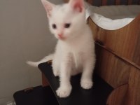 Yavru scottish fold kedilerimiz