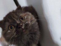 Scottish fold kedime acil yuva aranıyor