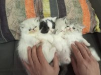 Sağlıklı exotic shorthair yavrularımız
