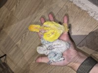 Renk renk sevda papağanları