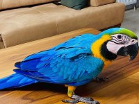 SARI LACİVERT MACAW ARA PAPAĞANLARI