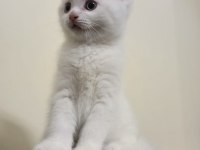 British Shorthair Beyaz