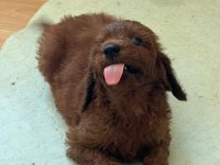 MUTLU YAVRU KÖPEKLER