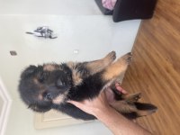ORJINAL SHOWLINE GERMAN SHEPHERD ALMAN KURDU