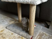 Sıfır kulak Scottish fold cinsi yavrumuza aile arıyoruz