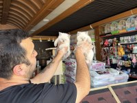 TOP KAFA SCOTTISH FOLD YAVRULAR BRITIS YAVRULAR ANKARA