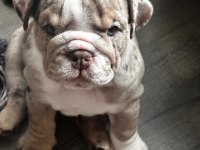 En iyi egzotik ingiliz bulldog yavrularımız