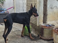 5 Aylık Kulak estetiği aşıları tam doberman