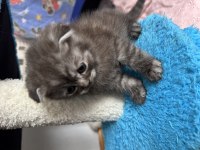 Gri Scottish Fold Erkek 1 Buçuk Aylık
