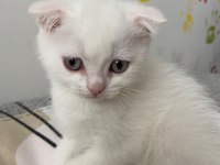 Yeni doğan yavrularımız yuvasını arıyor scottish fold