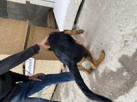 3.5 aylık erkek alman kurdu