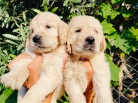 Baby face golden retriever yavruları