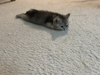 Tatlı british shorthair bebeklere tatlı yuva