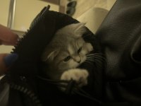 2.5 aylık dişi british shorthair bicolor