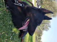 Doberman estetikli erkek