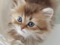 Safkan anne ve babadan british longhair