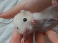 Saf teddy yavru hamster (açıklama)