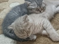Minik kedilerim