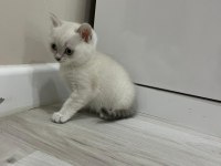 Bayram şekerleri kediler kocaeli darıca