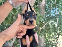 Doberman Yavrularımız Bursa Türkiye Tüm İller