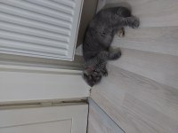 8 aylık dişi scottish fold