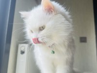Çok özel olgun chinchilla kızımız