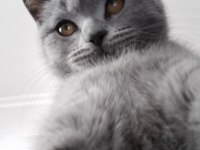 Erkek cana yakın oyuncu british shorthair