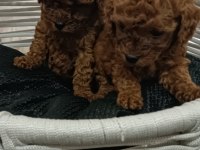 TOY POODLE sahiplendiriliyor