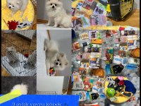 pomeranian boo aşıları tam