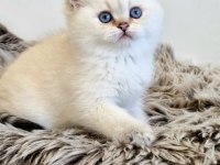Pamuk Güzeli Silver British Shorthair yavrumuz