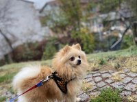 7 aylık pomeranian boo