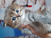 Chinchilla yavru kedim yeni yuvasını arıyor