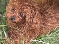 Bir dişi bir erkek toy poodle