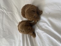 Toy poodle ırk ve sağlık garantili