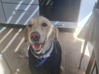 Acil golden retriever kızıma arkadaş arıyorum
