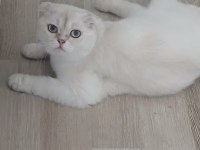 Anne ve Oğul kediler yeni yuva arıyorlar