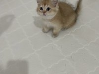 Show kalite british short hair golden yavrular