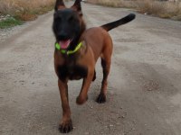 Belçika kurdu (malinois) 6 aylık