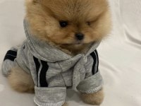 Mükemmel Ayı Surat Pomeranian Boo