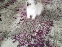 Aşık Olacağınız Sevimli Bebek Kediler