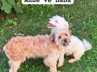 58 günlük terrier yavrular Gaziantep