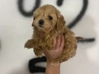 Maltipoo bebekler teslime hazır
